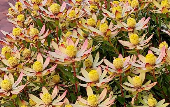 Leucadendron gandogeri ample pollen cones